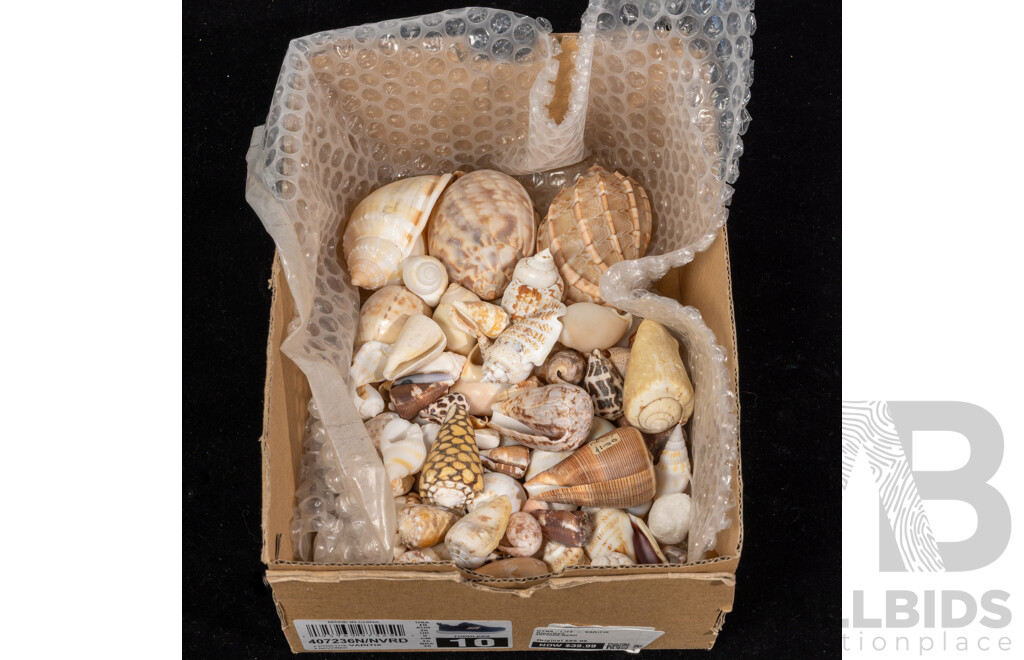 Large Collection Vintage Australian and Other Sea Shells and Dried Marine Life Including Cowries, Lambis Spider Shells, Cone, Turban and More