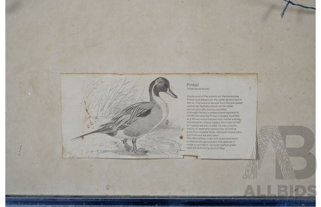 Basil Ede, (20th Century, British, 1931-2016), Pintail & Teal (1975), Pair of Vintage Gallery Prints of the Originals, 38 X 47 Cm (2)