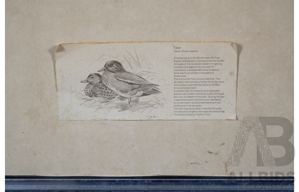 Basil Ede, (20th Century, British, 1931-2016), Pintail & Teal (1975), Pair of Vintage Gallery Prints of the Originals, 38 X 47 Cm (2)