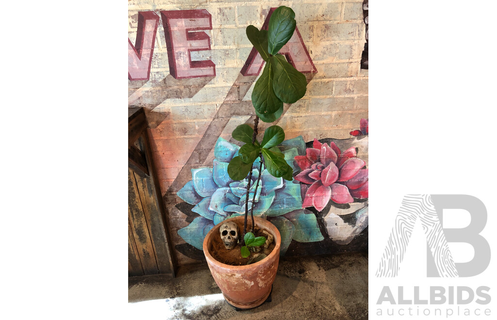 Terracotta Pot with Fiddle Leaf Fig Plant