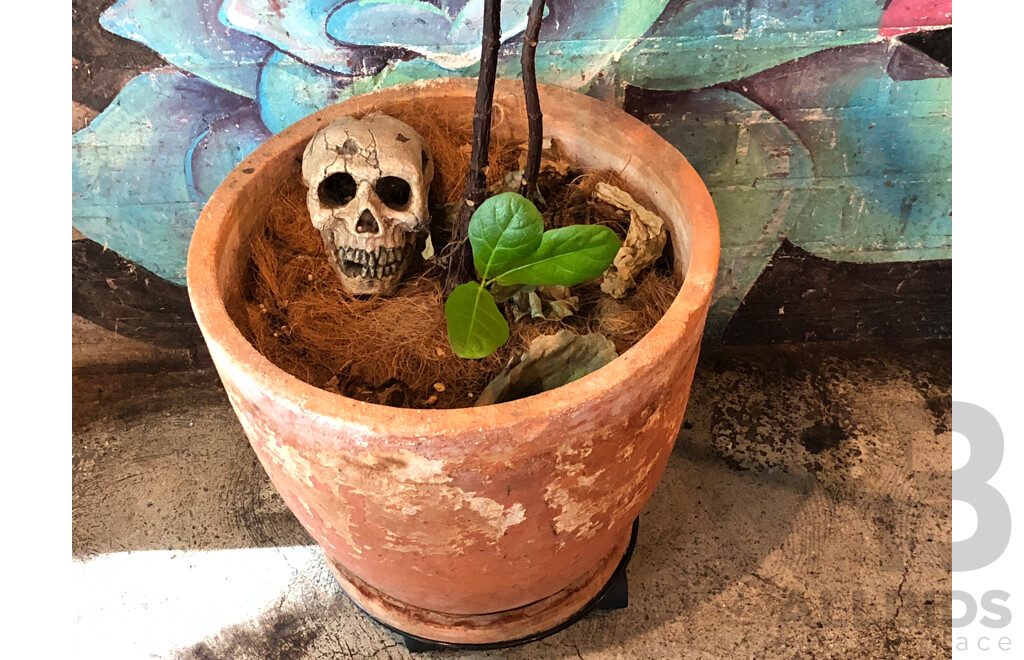 Terracotta Pot with Fiddle Leaf Fig Plant
