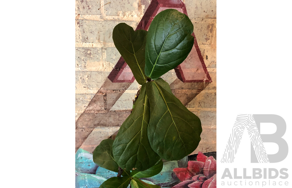 Terracotta Pot with Fiddle Leaf Fig Plant