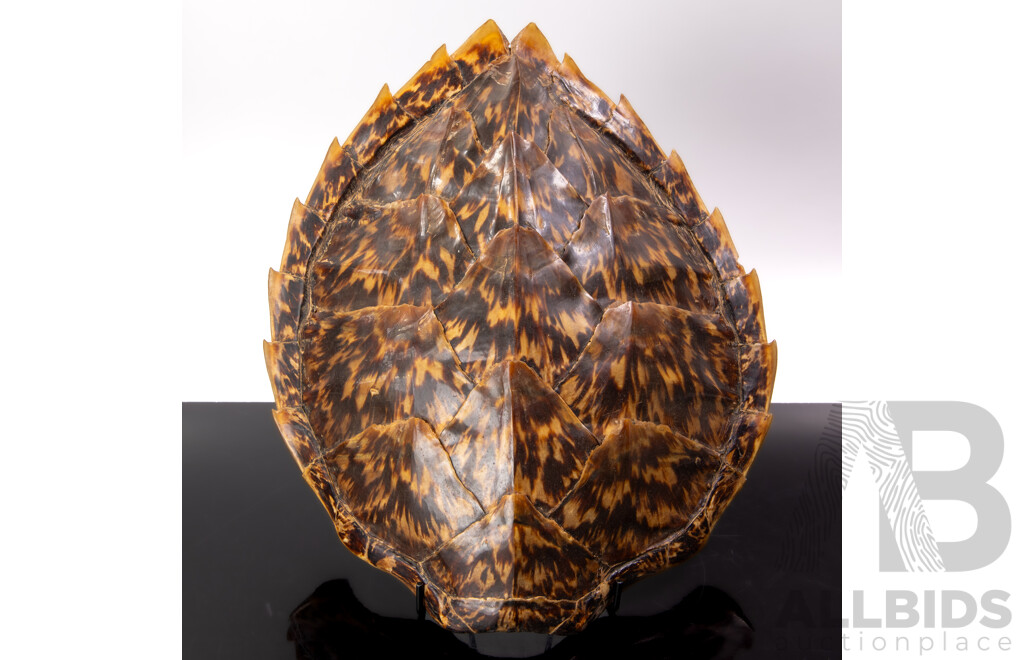 Vintage Hawksbill Turtle Shell