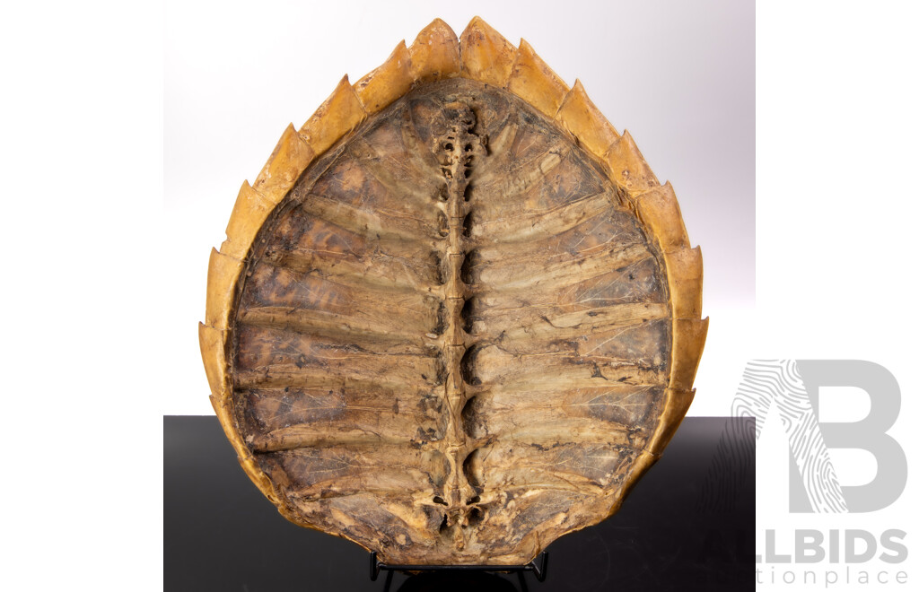 Vintage Hawksbill Turtle Shell
