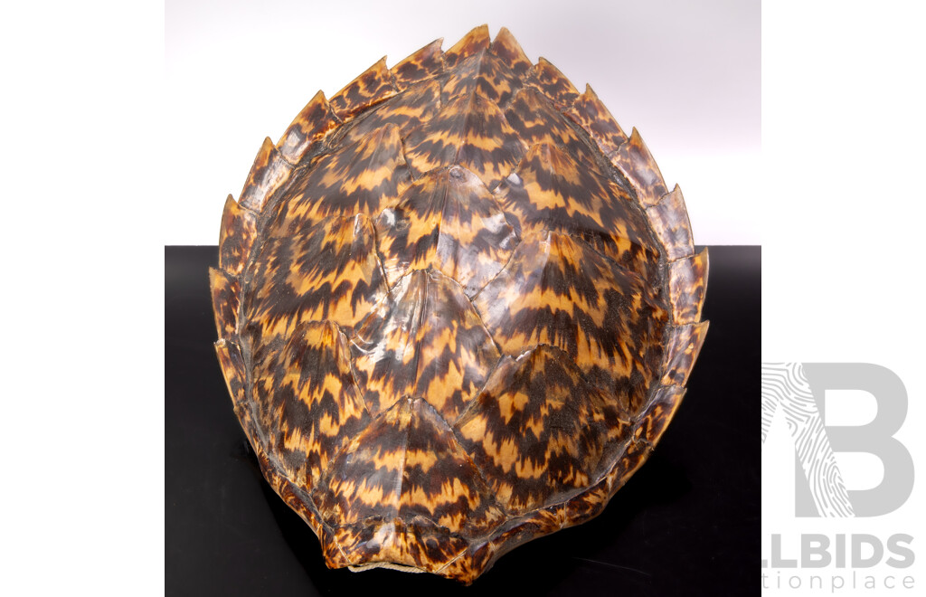 Vintage Hawksbill Turtle Shell