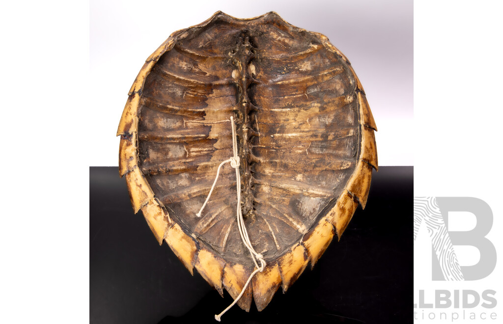 Vintage Hawksbill Turtle Shell