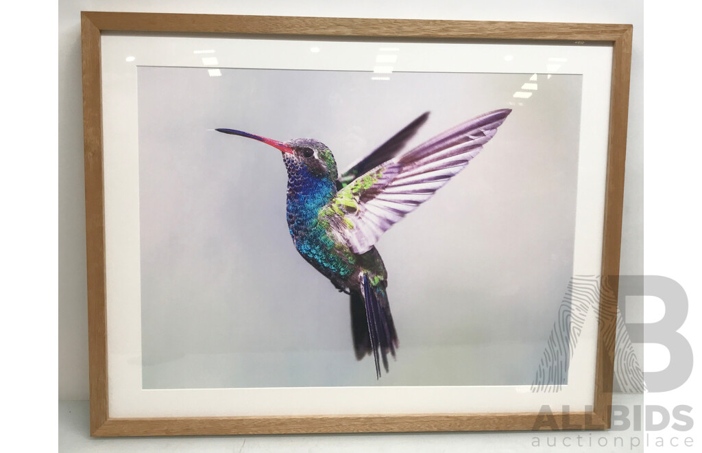 Framed Beautiful Shining Kingfisher on White Background, 90 X 70 Cm