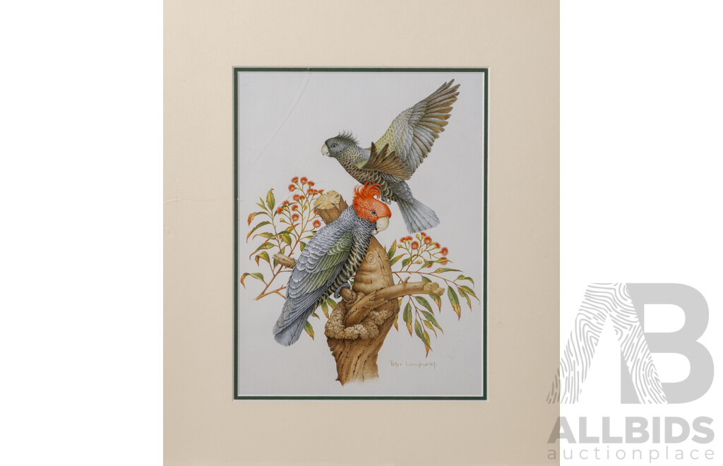 Lovely Job Lot of Bird Art - Trio of Unused Calendars Including One Featuring John Gould Images, Peter Longhurst Gang Gang Print & W Stephinson Photograph, 52 x 42 cm (largest calendar) (6)