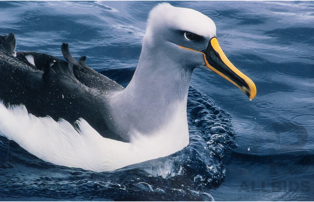 Lovely Job Lot of Bird Art - Trio of Unused Calendars Including One Featuring John Gould Images, Peter Longhurst Gang Gang Print & W Stephinson Photograph, 52 x 42 cm (largest calendar) (6)