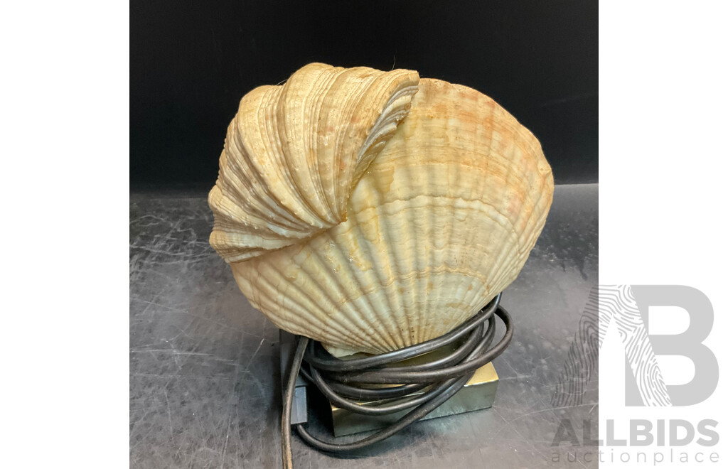Assorted Seashell & Coral Collections