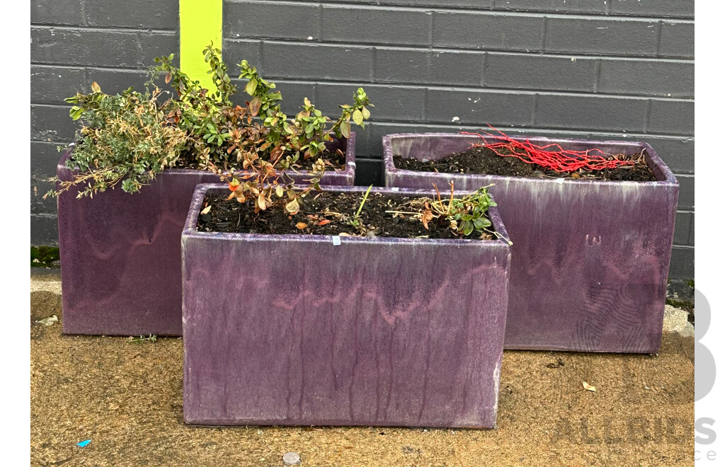 Trio of Rectangular Purple Ceramic Pots with Soil and Assorted Plants