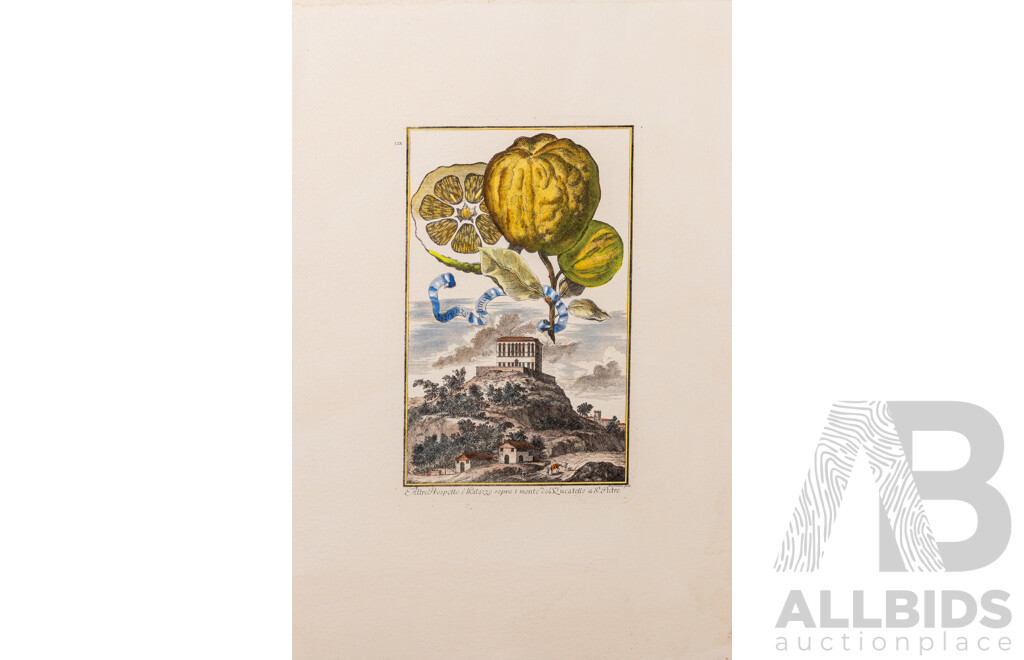 Johan Christoph Volckamer (1644-1720, German), Wonderful Collection of Four Citrus Fruit Studies, Coloured Antique Botanical Prints, [From Nurnbergische Hesperides], 56 x 38 cm (sheets) (5)