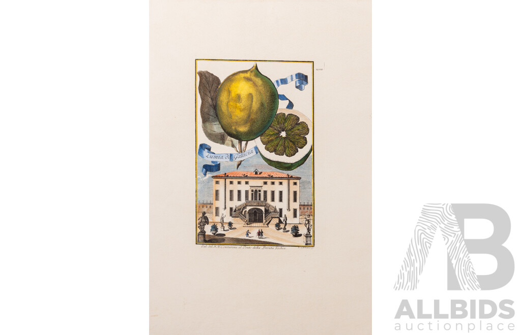 Johan Christoph Volckamer (1644-1720, German), Wonderful Collection of Four Citrus Fruit Studies, Coloured Antique Botanical Prints, [From Nurnbergische Hesperides], 56 x 38 cm (sheets) (5)