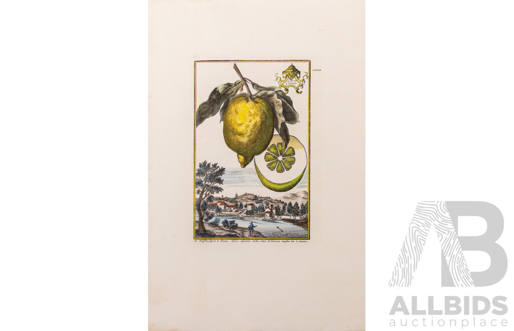 Johan Christoph Volckamer (1644-1720, German), Wonderful Collection of Four Citrus Fruit Studies, Coloured Antique Botanical Prints, [From Nurnbergische Hesperides], 56 x 38 cm (sheets) (5)