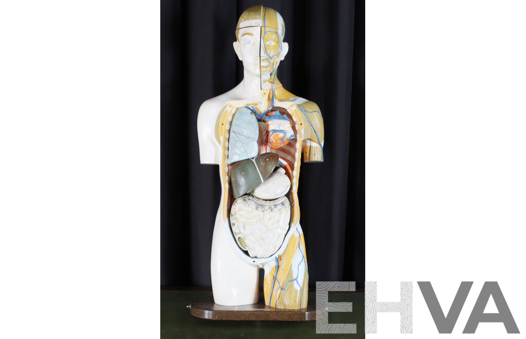 Vintage Anatomical Male Human Model - Lot 1616977 | EHVA