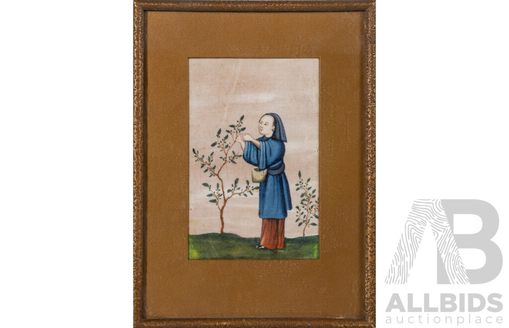 Artist Unknown (20th Century, Asian School), Harvesting Mulberry Leaves to Feed Silk Worms, Wonderful  Antique Pigment on Pith Paper, 27 X 20 Cm (frame)