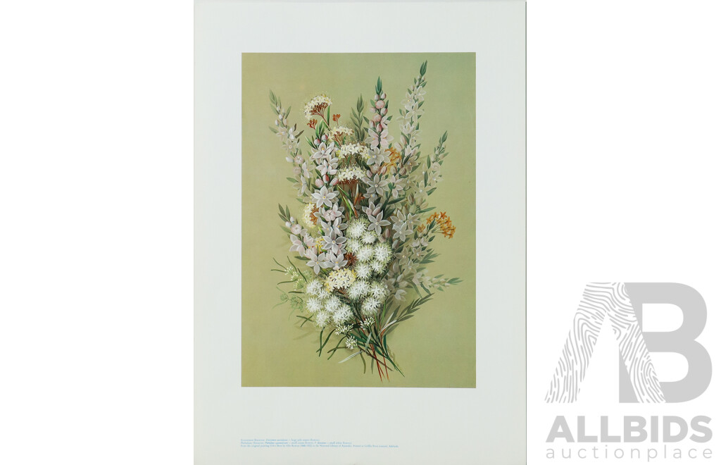 Ellis Rowan (19/20th Centuries, Australian, 1848-1922), Studies of Australian Flora, Nice Collection of Approximately Eighteen Colour Prints After Originals, 46 x 32 cm (largest sheet) (18)