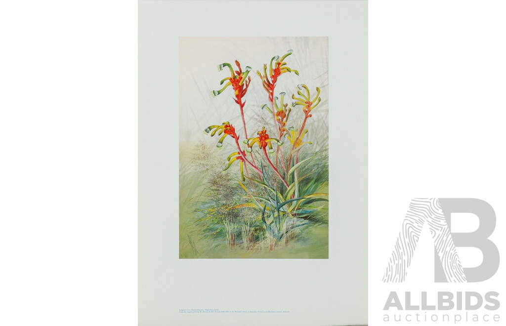 Ellis Rowan (19/20th Centuries, Australian, 1848-1922), Studies of Australian Flora, Nice Collection of Approximately Eighteen Colour Prints After Originals, 46 x 32 cm (largest sheet) (18)