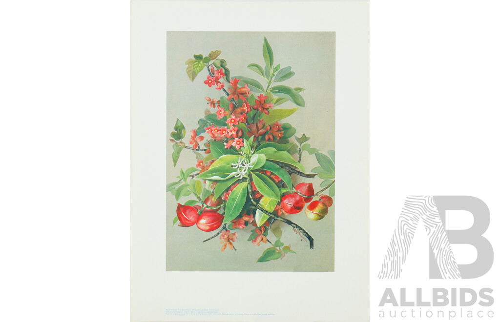 Ellis Rowan (19/20th Centuries, Australian, 1848-1922), Studies of Australian Flora, Nice Collection of Approximately Eighteen Colour Prints After Originals, 46 x 32 cm (largest sheet) (18)