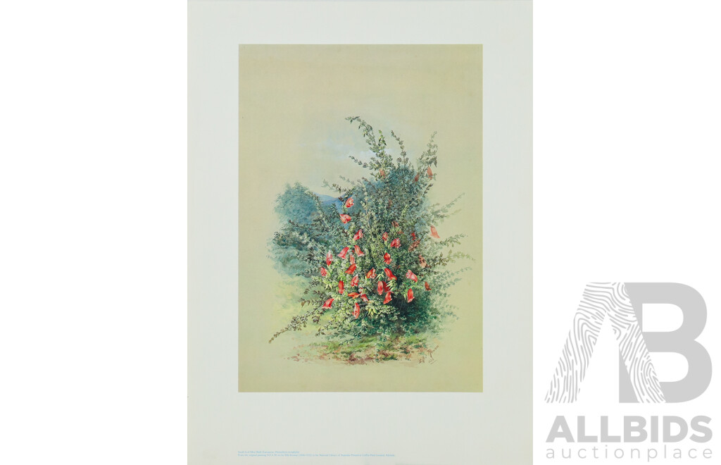 Ellis Rowan (19/20th Centuries, Australian, 1848-1922), Studies of Australian Flora, Nice Collection of Approximately Eighteen Colour Prints After Originals, 46 x 32 cm (largest sheet) (18)