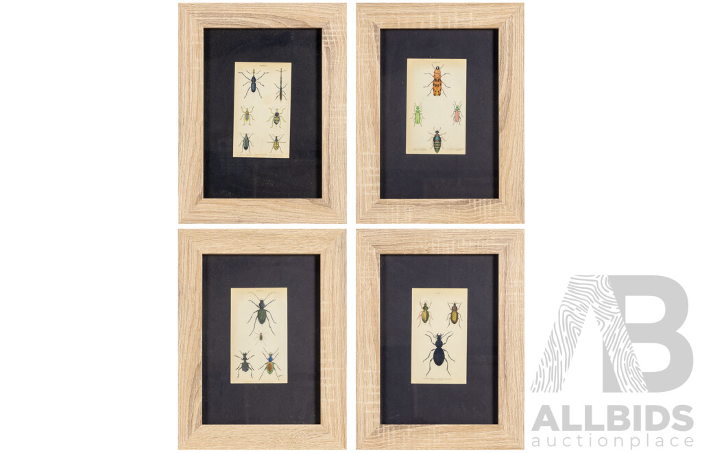 (After) William Home Lizars (18/19th Centuries, Scottish, 1788-1859), Studies of Entomological Species, Set of Four Antique Hand Coloured Steel Engraving Prints, 38 X 29 Cm (frames) (4)