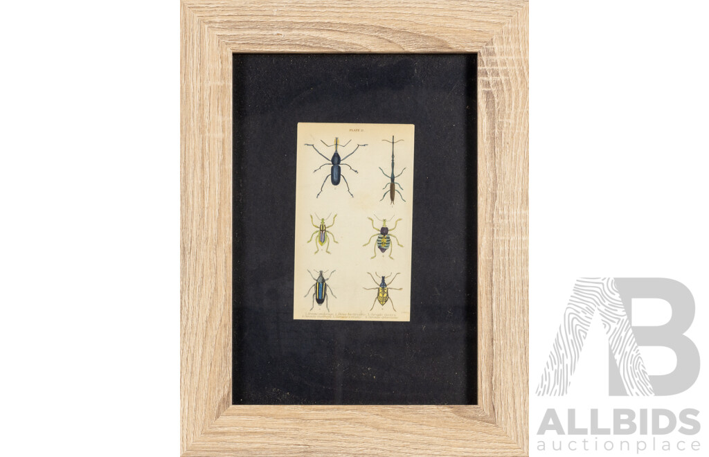 (After) William Home Lizars (18/19th Centuries, Scottish, 1788-1859), Studies of Entomological Species, Set of Four Antique Hand Coloured Steel Engraving Prints, 38 X 29 Cm (frames) (4)