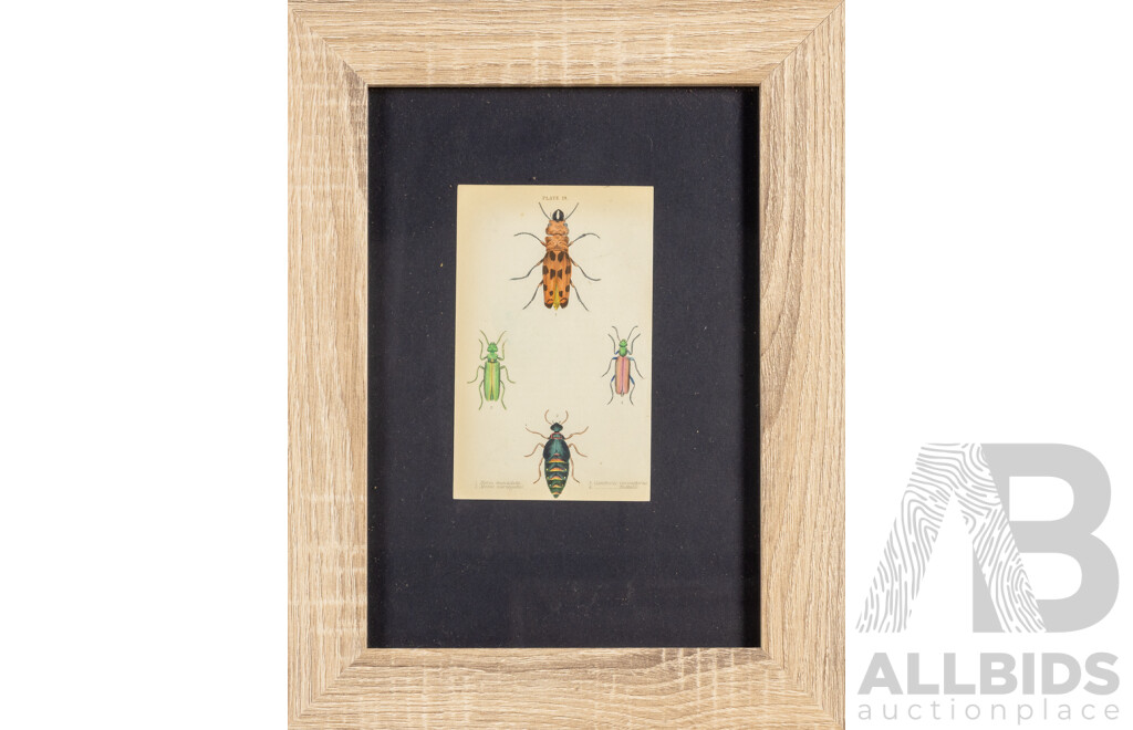 (After) William Home Lizars (18/19th Centuries, Scottish, 1788-1859), Studies of Entomological Species, Set of Four Antique Hand Coloured Steel Engraving Prints, 38 X 29 Cm (frames) (4)