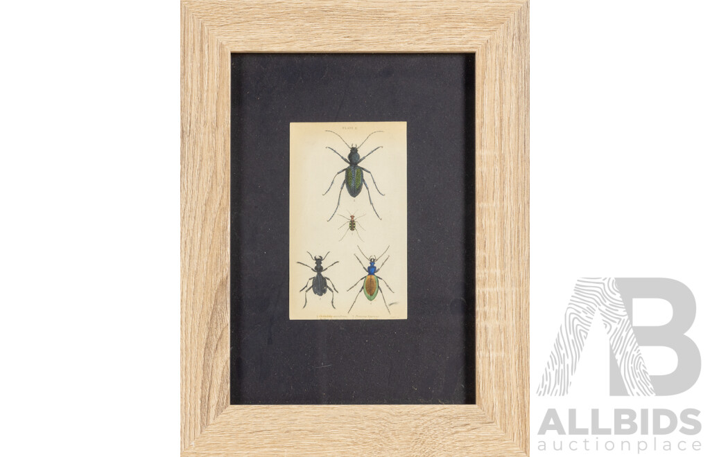 (After) William Home Lizars (18/19th Centuries, Scottish, 1788-1859), Studies of Entomological Species, Set of Four Antique Hand Coloured Steel Engraving Prints, 38 X 29 Cm (frames) (4)