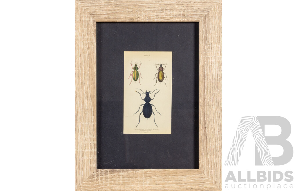 (After) William Home Lizars (18/19th Centuries, Scottish, 1788-1859), Studies of Entomological Species, Set of Four Antique Hand Coloured Steel Engraving Prints, 38 X 29 Cm (frames) (4)