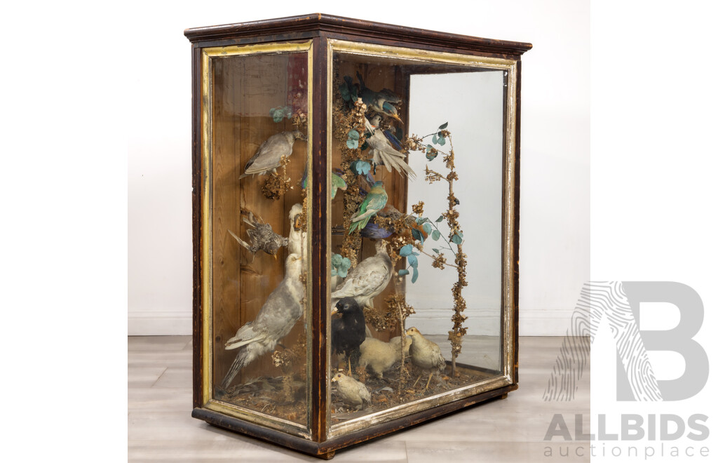 Antique Australian Taxidermy Avian Presentation Comprising 15 Examples Including Spotted Pardilotte, Bower Bird, Cockatoo, Night Jar, Azure Kingfisher, Crimson & Eastern Rosella's and More