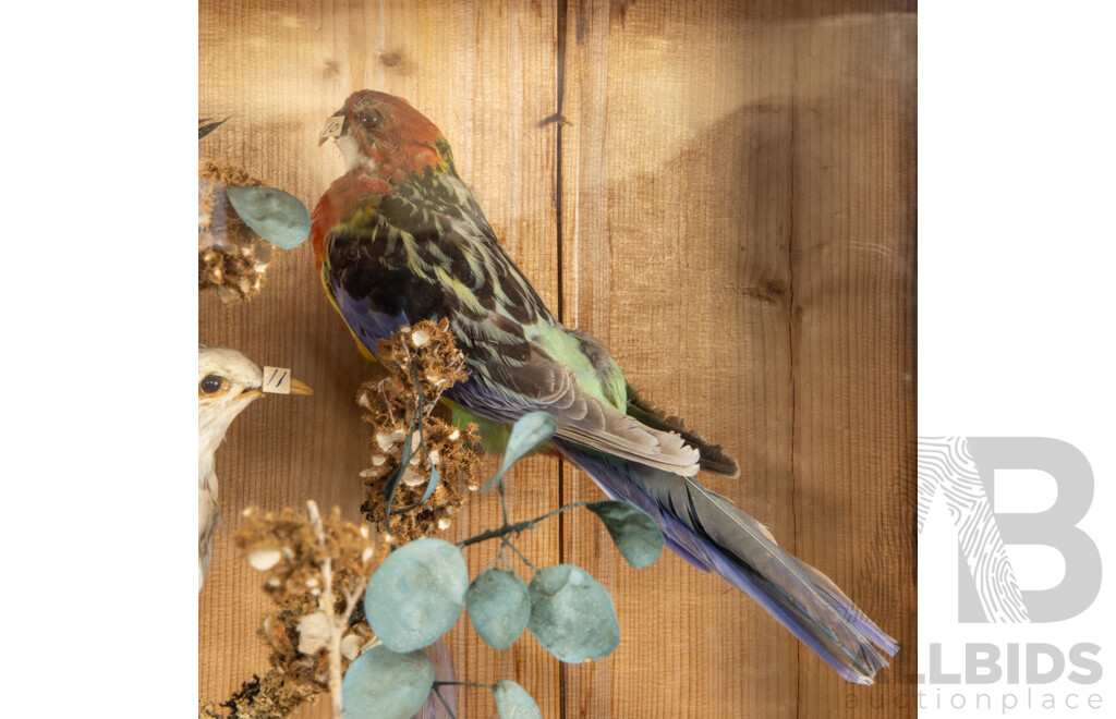 Antique Australian Taxidermy Avian Presentation Comprising 15 Examples Including Spotted Pardilotte, Bower Bird, Cockatoo, Night Jar, Azure Kingfisher, Crimson & Eastern Rosella's and More
