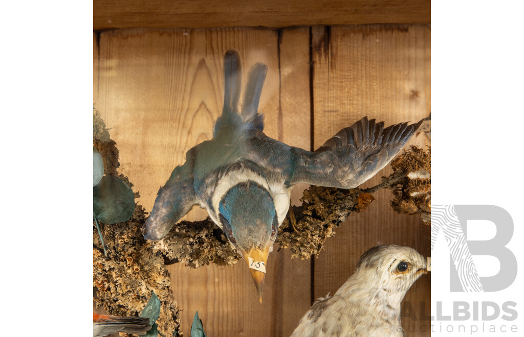 Antique Australian Taxidermy Avian Presentation Comprising 15 Examples Including Spotted Pardilotte, Bower Bird, Cockatoo, Night Jar, Azure Kingfisher, Crimson & Eastern Rosella's and More