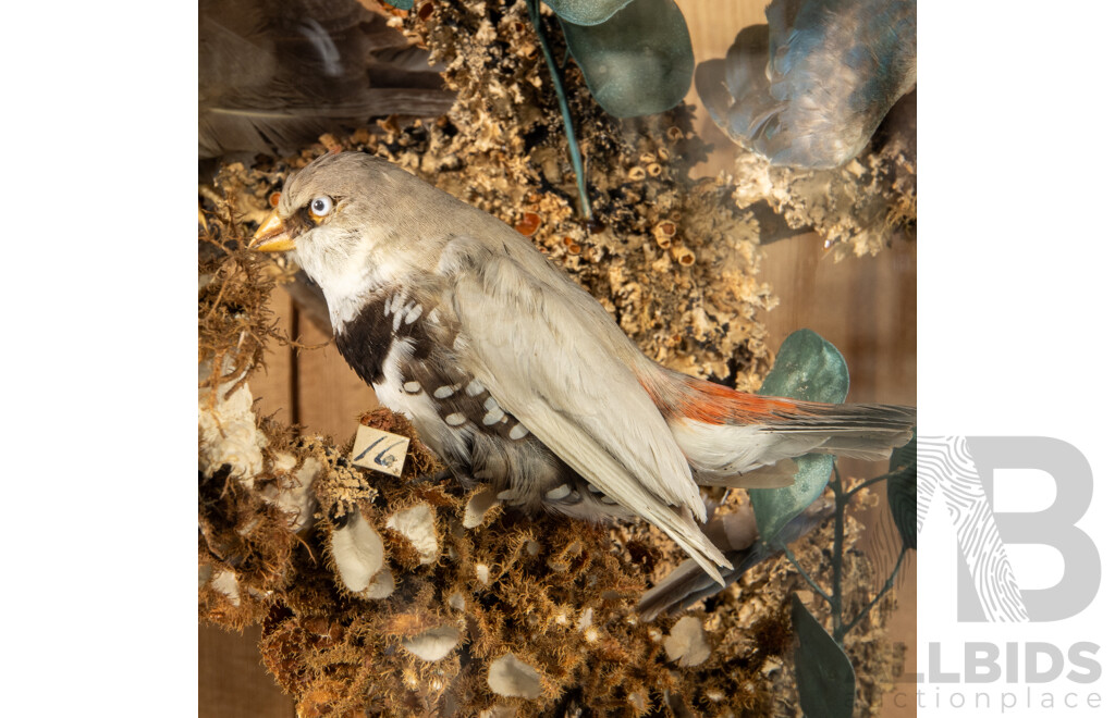 Antique Australian Taxidermy Avian Presentation Comprising 15 Examples Including Spotted Pardilotte, Bower Bird, Cockatoo, Night Jar, Azure Kingfisher, Crimson & Eastern Rosella's and More