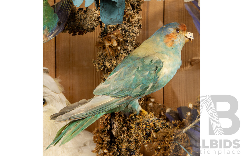 Antique Australian Taxidermy Avian Presentation Comprising 15 Examples Including Spotted Pardilotte, Bower Bird, Cockatoo, Night Jar, Azure Kingfisher, Crimson & Eastern Rosella's and More