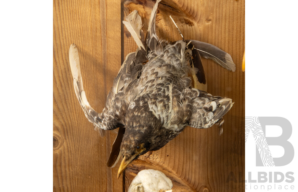 Antique Australian Taxidermy Avian Presentation Comprising 15 Examples Including Spotted Pardilotte, Bower Bird, Cockatoo, Night Jar, Azure Kingfisher, Crimson & Eastern Rosella's and More