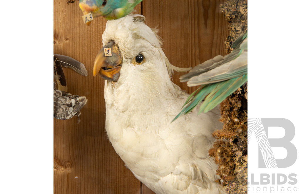 Antique Australian Taxidermy Avian Presentation Comprising 15 Examples Including Spotted Pardilotte, Bower Bird, Cockatoo, Night Jar, Azure Kingfisher, Crimson & Eastern Rosella's and More