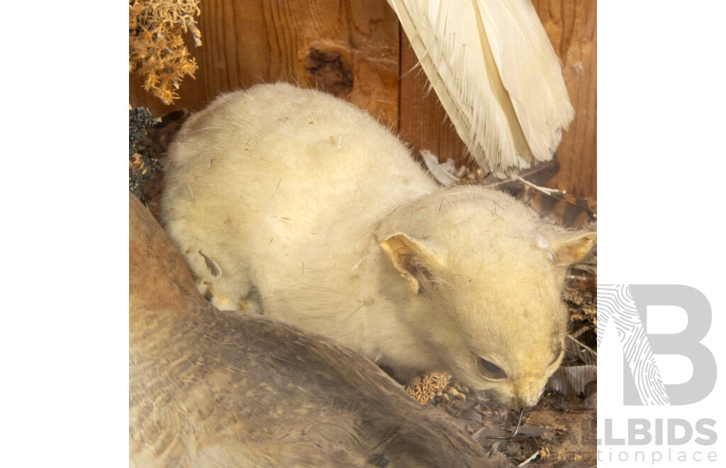 Antique Australian Taxidermy Avian Presentation Comprising 15 Examples Including Spotted Pardilotte, Bower Bird, Cockatoo, Night Jar, Azure Kingfisher, Crimson & Eastern Rosella's and More