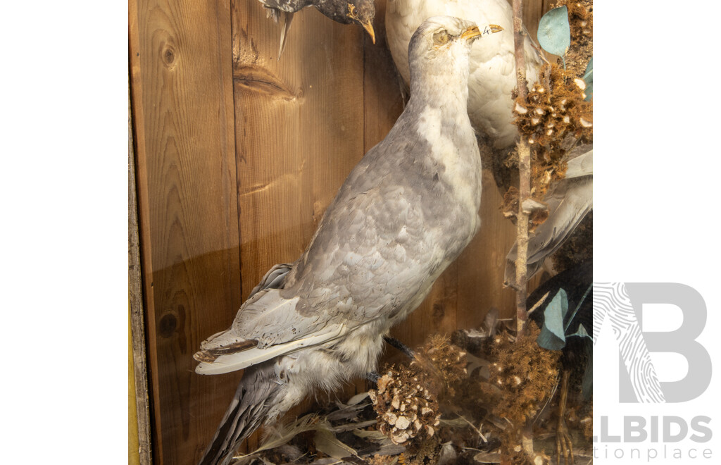Antique Australian Taxidermy Avian Presentation Comprising 15 Examples Including Spotted Pardilotte, Bower Bird, Cockatoo, Night Jar, Azure Kingfisher, Crimson & Eastern Rosella's and More