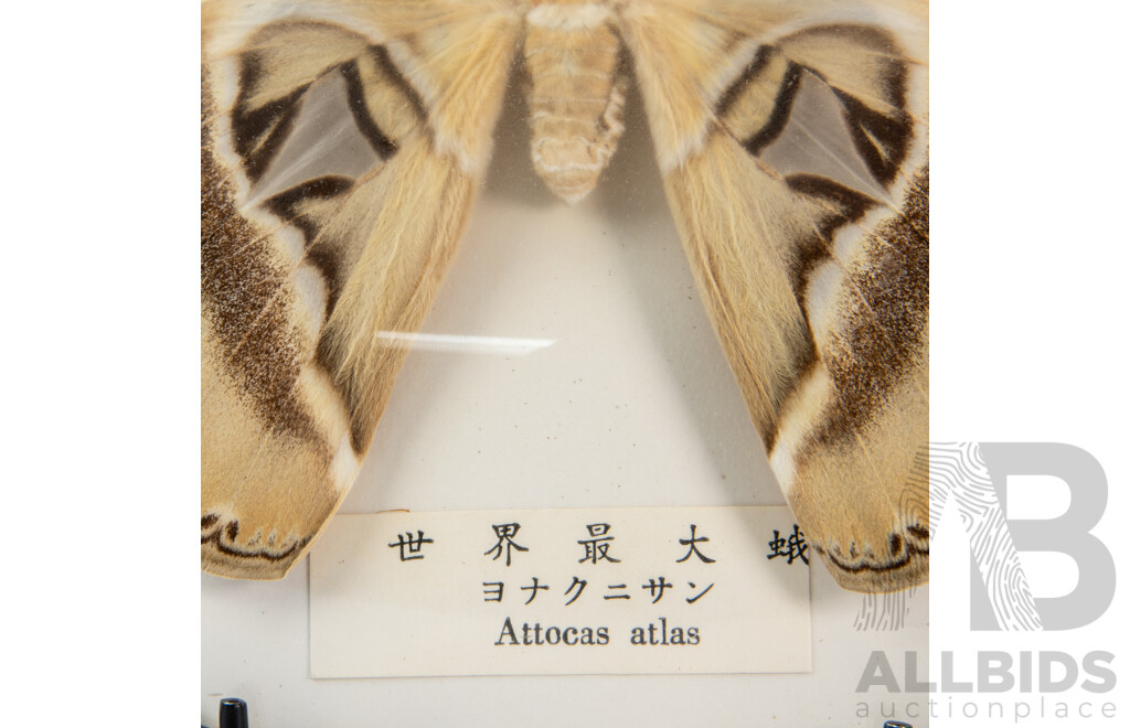 Collection of Four Vintage Mounted Butterflies