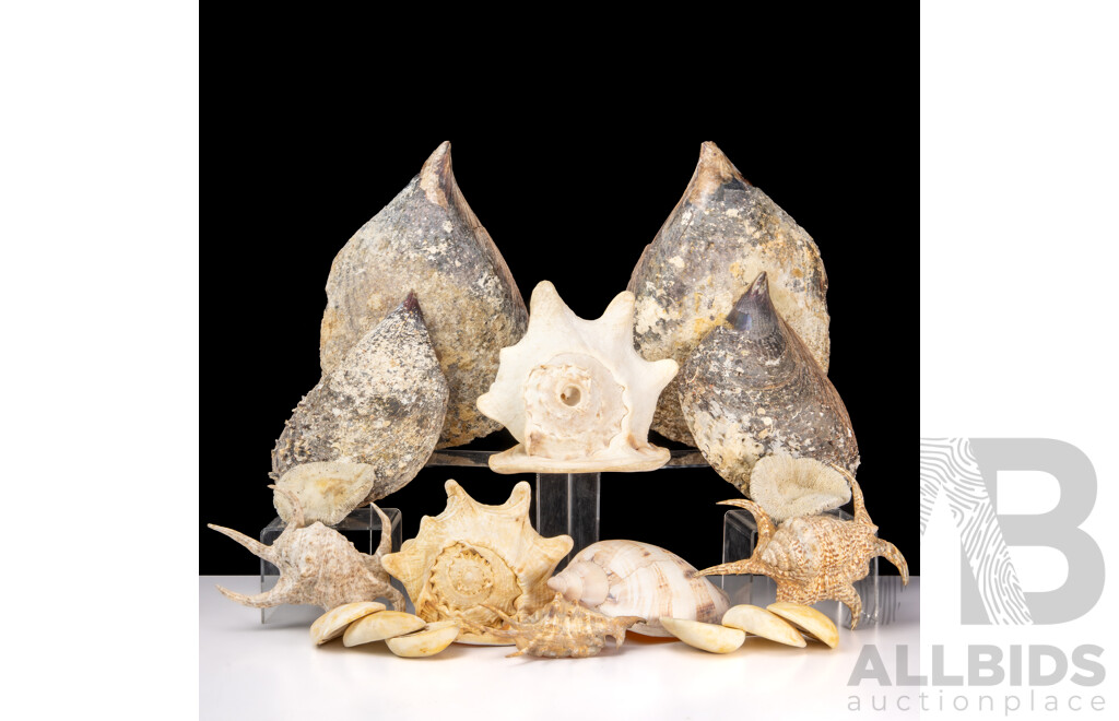 Good Collection Sea Shells Including Two Large Helmet Shells, Lambis Examples and Giant Mussels, Giant Operculums and More