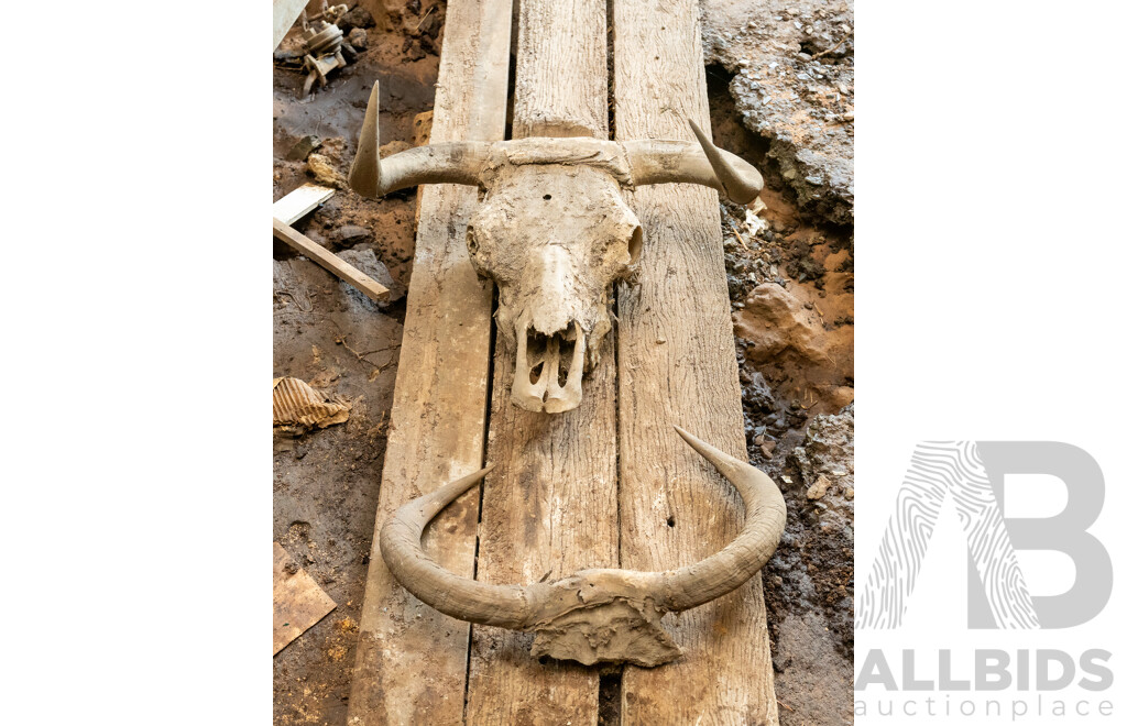 Animal Horns & Skull with Horns