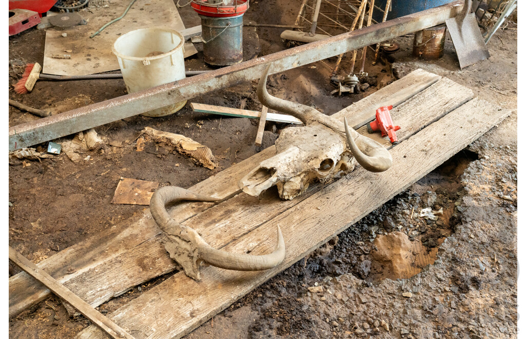 Animal Horns & Skull with Horns
