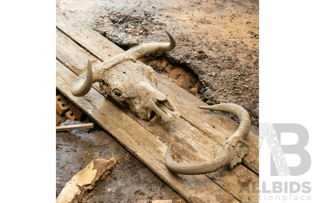 Animal Horns & Skull with Horns