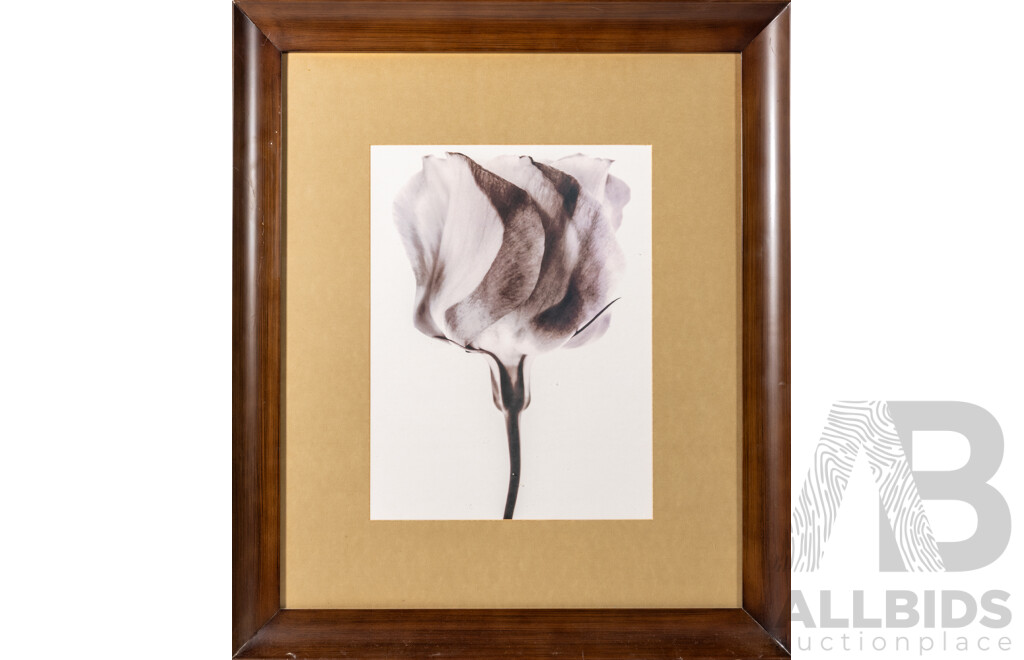 Artist Unknown, (20th Century), Bloom, Monochrome Print of Original Photograph, 70 x 59 cm (frame)