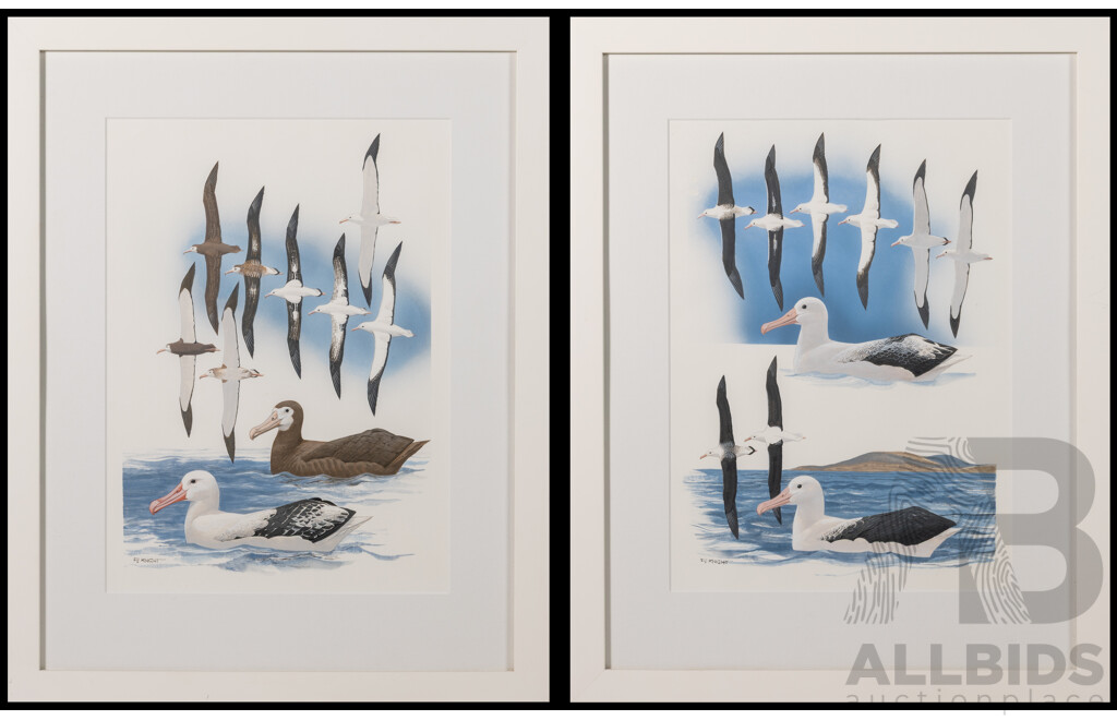 F. Knight (20th Century), Study of the Snowy Albatross I and II, Lovely Pair of Original Watercolours, 56 x 45 cm (frame) (2)