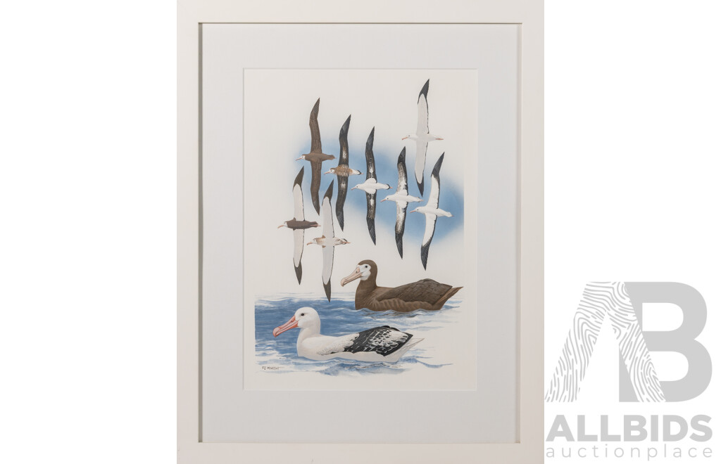 F. Knight (20th Century), Study of the Snowy Albatross I and II, Lovely Pair of Original Watercolours, 56 x 45 cm (frame) (2)
