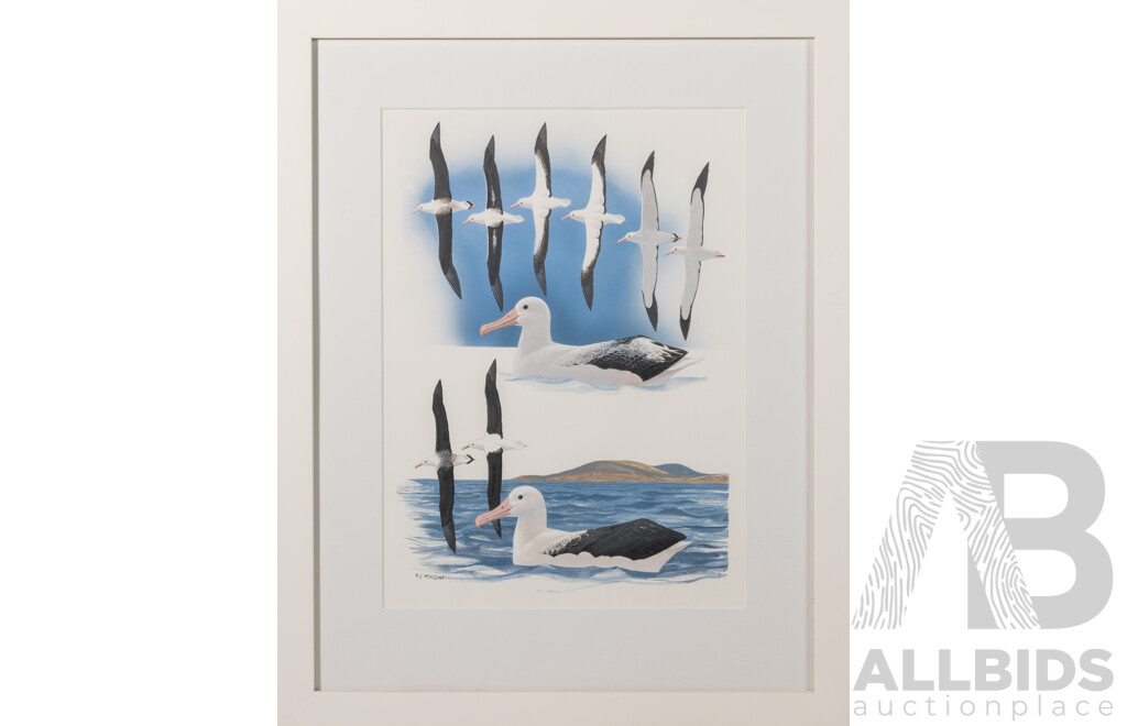 F. Knight (20th Century), Study of the Snowy Albatross I and II, Lovely Pair of Original Watercolours, 56 x 45 cm (frame) (2)
