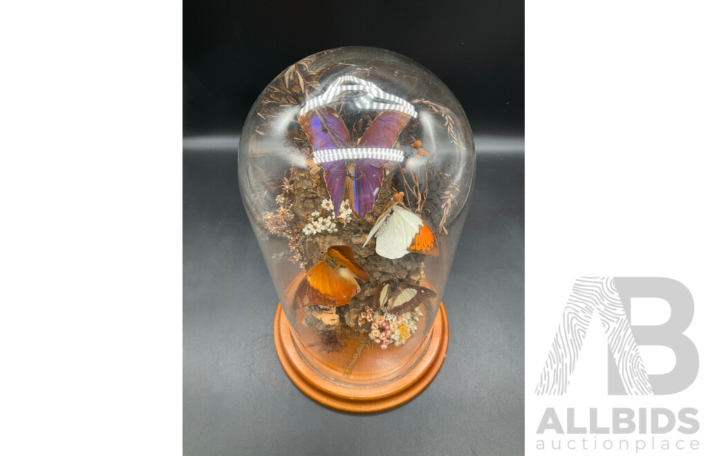 Butterflies in Glass Dome