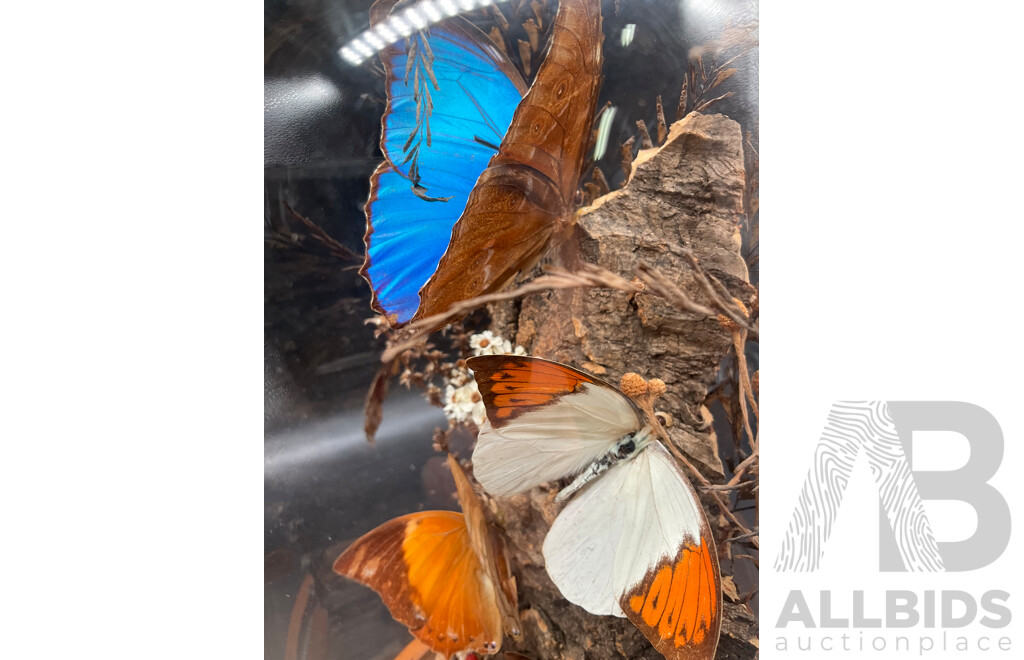 Butterflies in Glass Dome