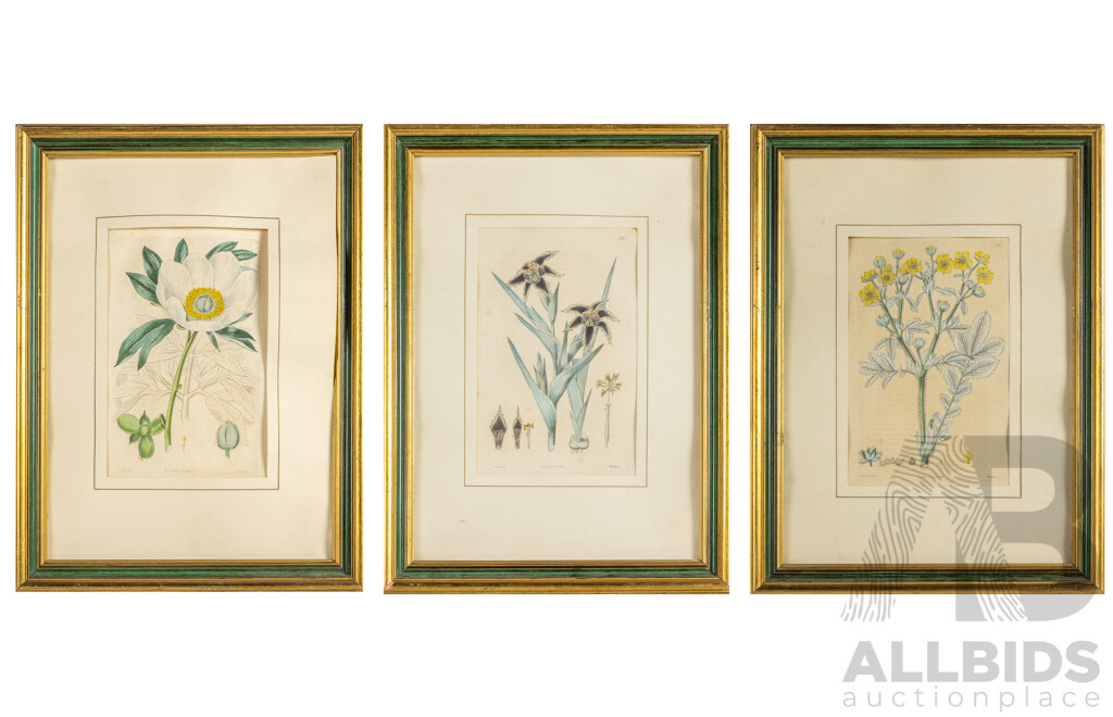 Edwin Dalton Smith (19th Century, British, 1800-1866/1883), Peony, Starfish Iris & Yellow-Flowered Splendid Cinquefoil, Wonderful Antique Trio of Hand Coloured Engravings (1825-1827), 40H x 30W cm (frames) (3)